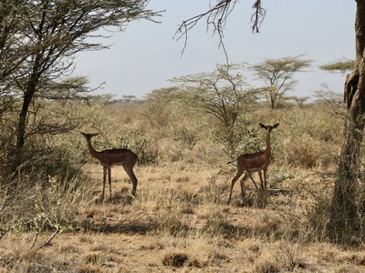 Gerenuk