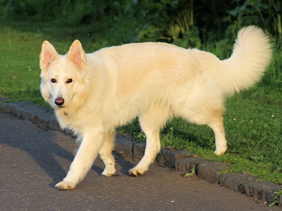 German Shepherd (Long Coat)