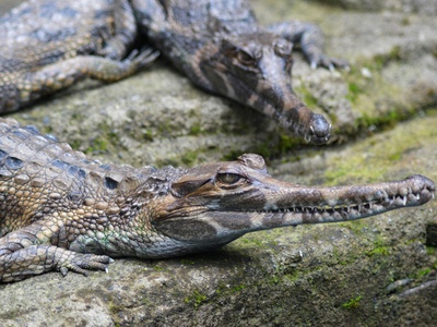Gharial