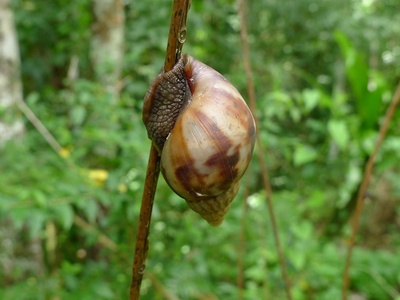 Giant African land snail