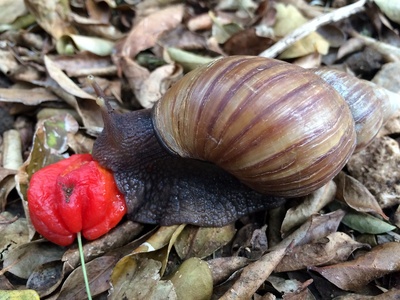 Giant African snail