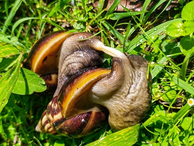 Giant African snail