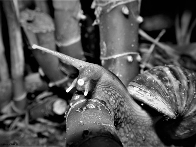 Giant African snail (caracol africano)
