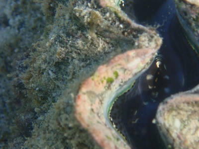 Giant Clam (Tridacna derasa)