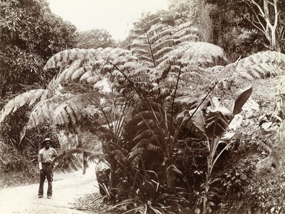 Giant fern