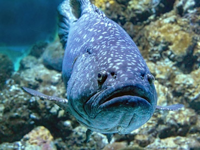 Giant grouper