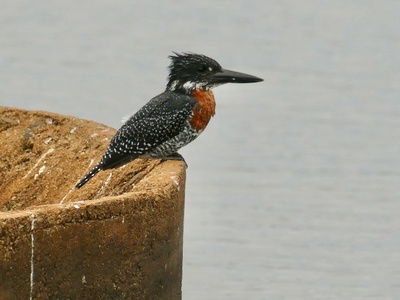 Giant Kingfisher