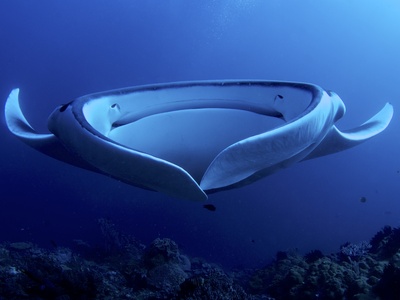 Giant manta