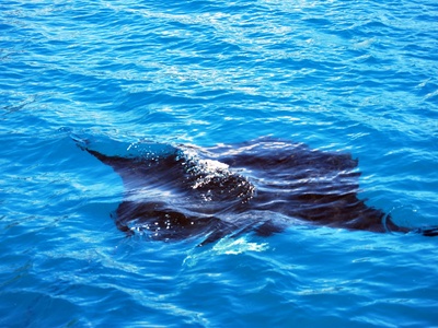 Giant manta ray