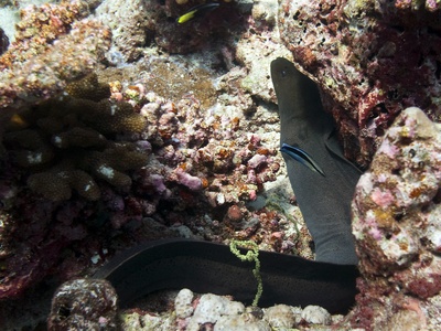 Giant moray eel