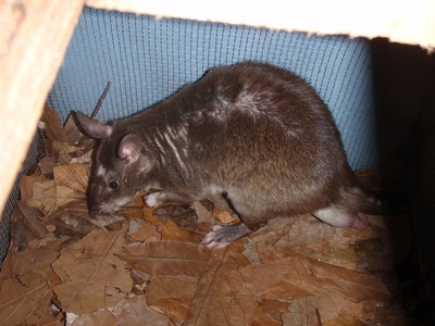 Giant Pouched Rat