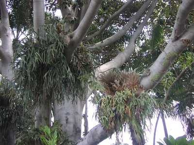 Giant Staghorn Fern