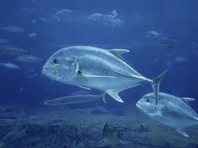 Giant trevally