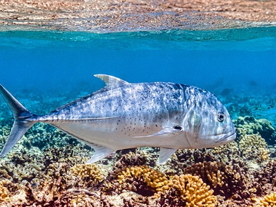 Giant Trevally