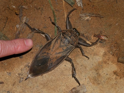 Giant Water Bug