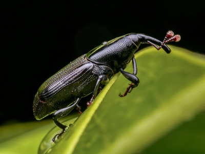 Giant water scavenger beetle