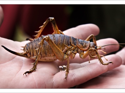 Giant weta