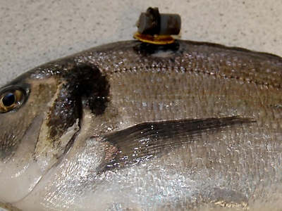 Gilthead bream (juveniles in lagoons)