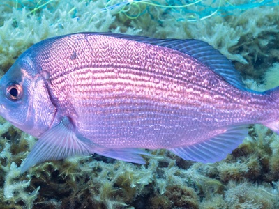 Gilthead seabream