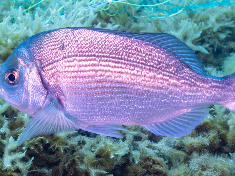 The Complete List of Fish of Israel - Flora Fauna Fun