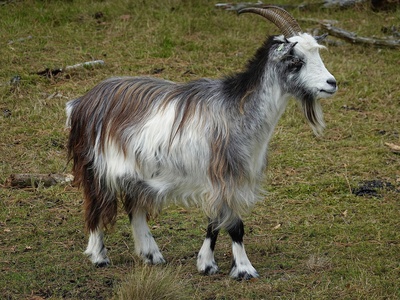 Goat (cabra doméstica)