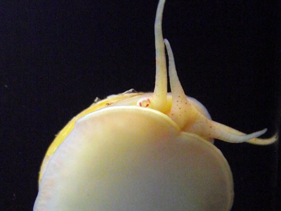 Golden apple snail