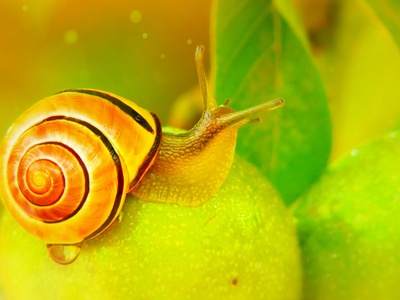 Golden apple snail (caracol manzana)