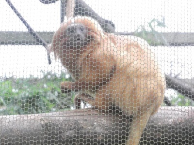 Golden lion tamarin