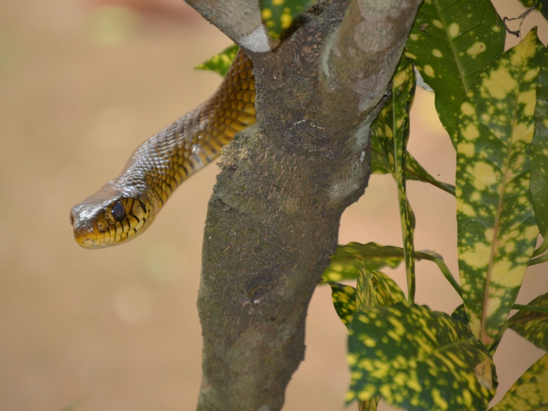 List of Orange Snakes - Flora Fauna Fun