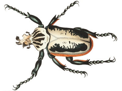Goliath beetle