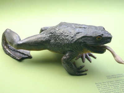 Goliath Frog