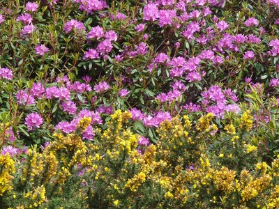 Gorse rhododendron