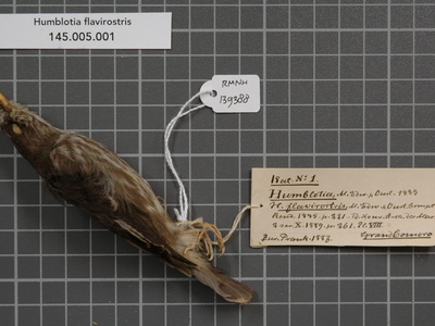 Grand Comoro flycatcher