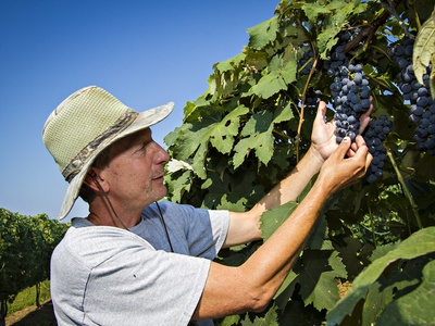 Grape (table/varieties)