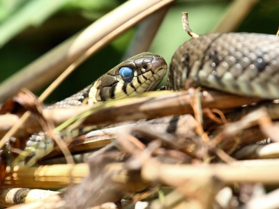 Grass snake