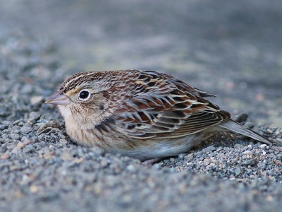 Grasshopper sparrow