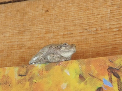 Gray's Tree Frog