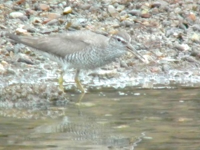 Gray-tailed tattler