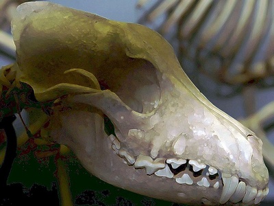 Gray wolf (vlk obecný)