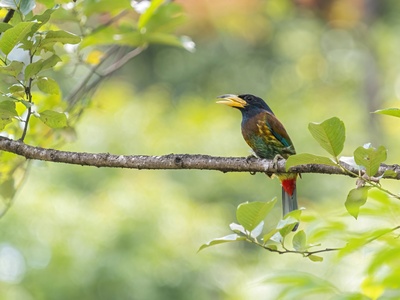 Great Barbet