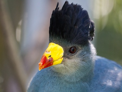 Great blue turaco