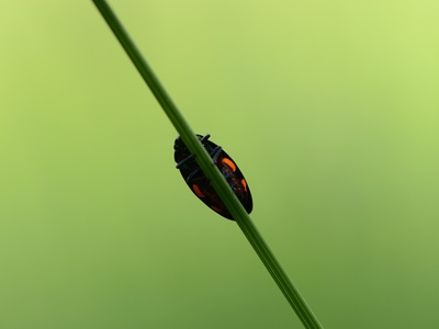 Great diving beetle
