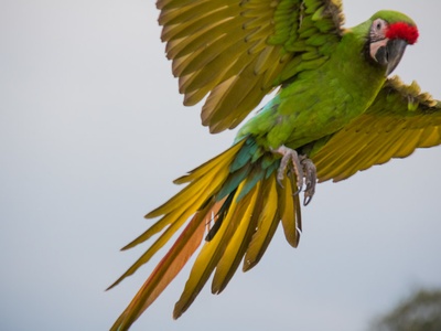 Great Green Macaw