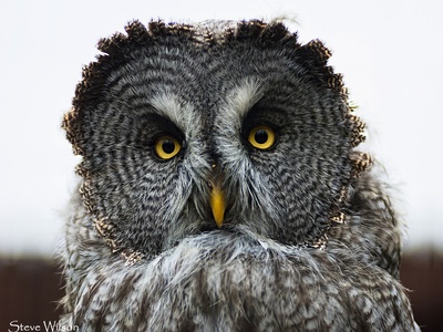 Great Grey Owl