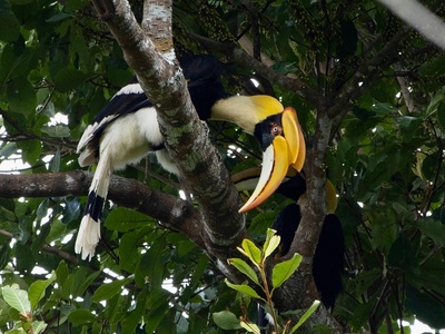 Great hornbill