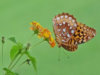 Great Spangled Fritillary