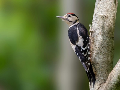 Great Spotted Woodpecker