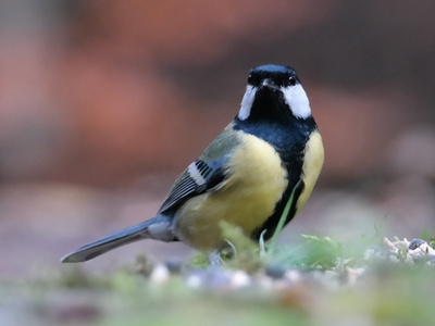 Great Tit
