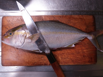 Greater amberjack