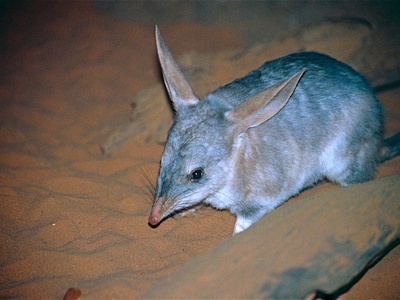 Greater bilby
